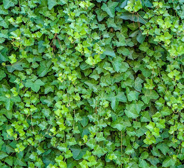 Creeping Wire Vine - Calloway's Nursery