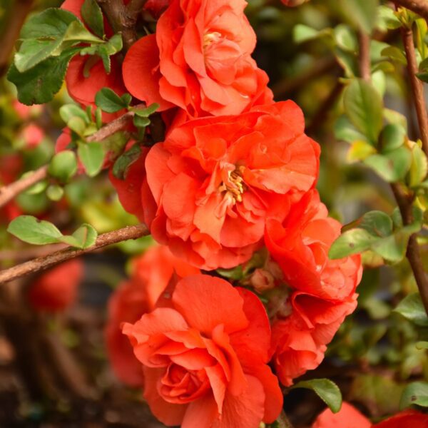 Double Take Orange Flowering Quince