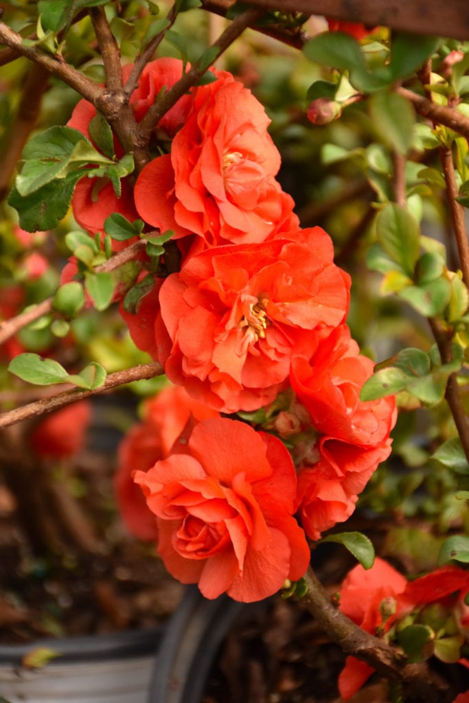 Double Take Orange Flowering Quince | Calloway's Nursery