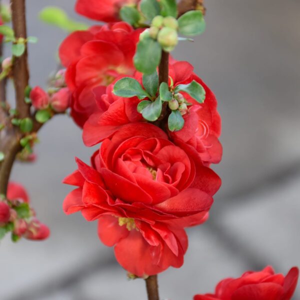 Double Take Scarlet Flowering Quince