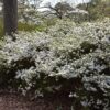 Snow Azalea