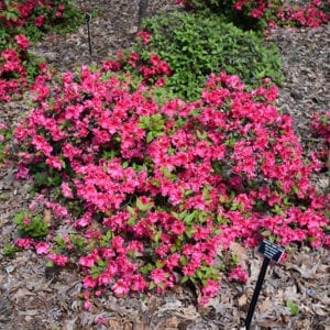 Red Ruffles Azalea | Calloway's Nursery