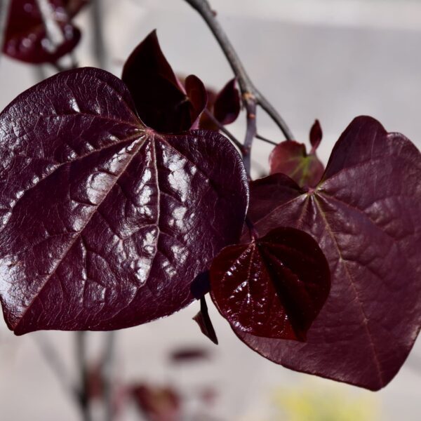 Ruby Falls Redbud