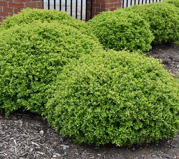 Dwarf Yaupon Holly