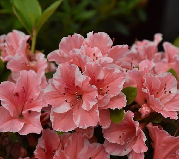 Encore® Azalea Autumn Sunburst™