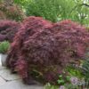 crimson queen Japanese maple