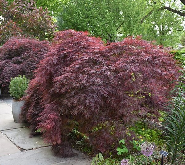 crimson queen Japanese maple