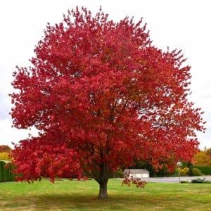 Red Maple - Calloway's Nursery