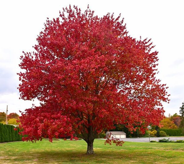 red maple