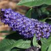 Pugster Blue Butterfly Bush