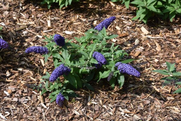 Pugster Blue Butterfly Bush