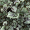 Rex Begonia