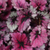 Rex Begonia