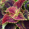 Kong Coleus