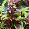 Kong Coleus