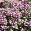 Lamium