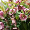 Lenten Rose