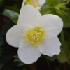 Lenten Rose