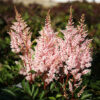 Astilbe