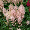 Astilbe