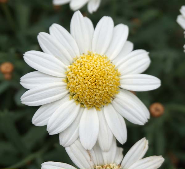 Marguerite Daisy - Calloway's Nursery