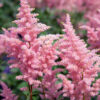 Astilbe