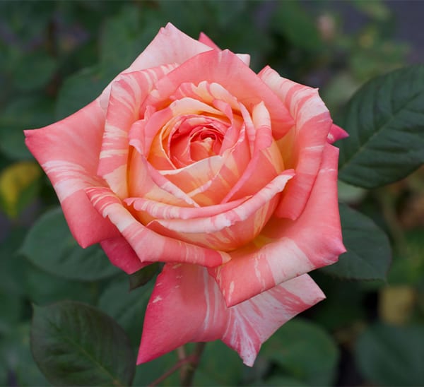 Peach Swirl™ Rose - Calloway's Nursery
