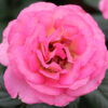 Julie Andrews Rose