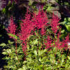 Astilbe