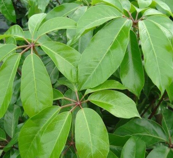 Schefflera Amate