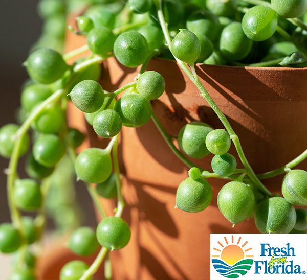 How to Grow And Care For String of Pearls