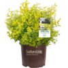 Sunshine Ligustrum