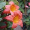 Tangerine Beauty Crossvine