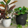 The Award-Winning Plant Alarm Moisture Sensor