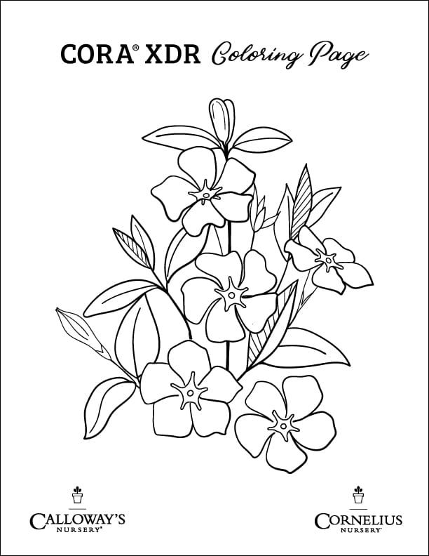 vinca - cora xdr free coloring page