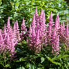 Astilbe