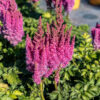 Astilbe