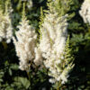 Astilbe