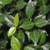 Asian Jasmine Groundcover close up of green leaves