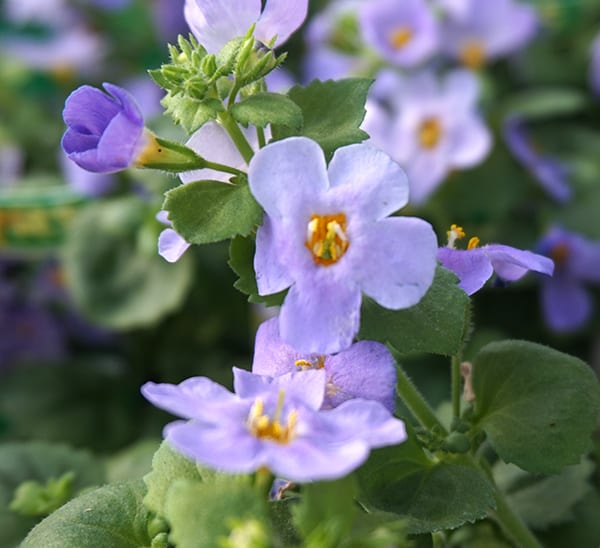 Bacopa | Calloway's Nursery