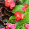 Begonias