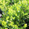 Baby Gem™ Boxwood