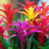 bromeliad guzmania in red, yellow, and purple