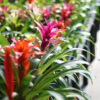 bromeliad guzmania in purple