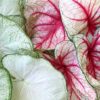 Caladium Flower Plant | Calloway's Nursery