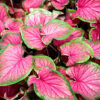 Caladiums