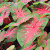 Caladiums