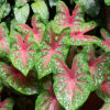 Caladiums