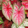 Caladiums