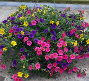 Calibrachoa Hanging Basket - Calloway's Nursery